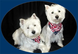 american flag dog bandana