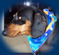 Dachshund wearing Astrological dog bandana