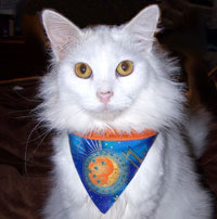 velcro bandana for cats