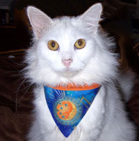 cat bandana