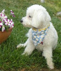 spring and summer dog bandana