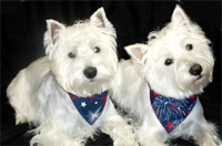 dogs wearing bandanas