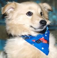Puppy wearing dog bandana