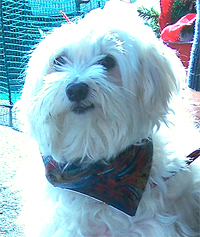 cute dog bandana