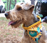 Dog bandana for summer