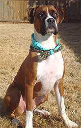 dog modeling bandana