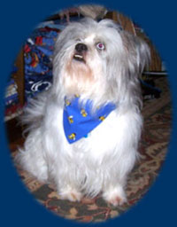 dog wearing bandana
