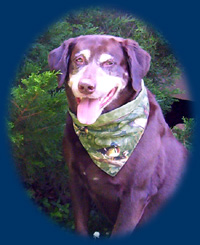 xl dog bandana