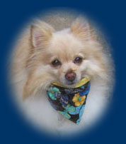 Pomeranian wearing butterfly dog bandana