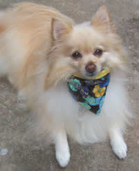 butterfly dog bandana