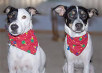 holiday dog bandana