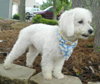 Daisy bandana 