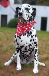 dog bandana 