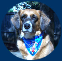 dog wearing bandana