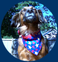 hearts and stars dog bandana