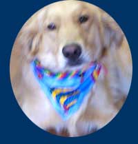 Golden Retriever wearing balloons bandana