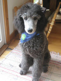 John Deere Dog Bandana 