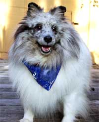 peace sign dog bandana