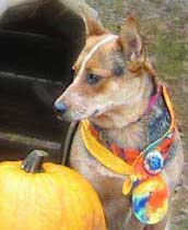 large neon dog bandana 