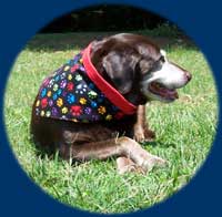 Labrador Retrierer wearing X/L dog bandana