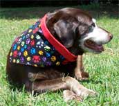 Extra Large Paw Prints Dog Bandana 