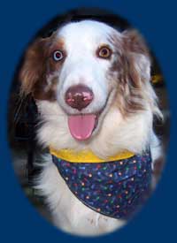 dog wearing bandana