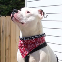 western dog bandana 