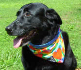 Heart dog bandana