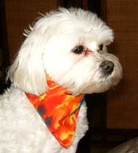 Maltese wearing tie dye bandana 