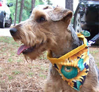 Sunflower Dog Bandana 