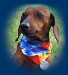 Miniature Dachshund wearing dog bandana