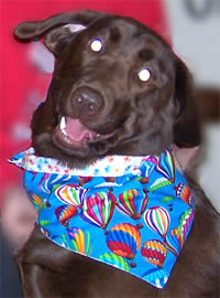 extra large dog bandana